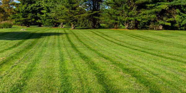 Mowing Bg